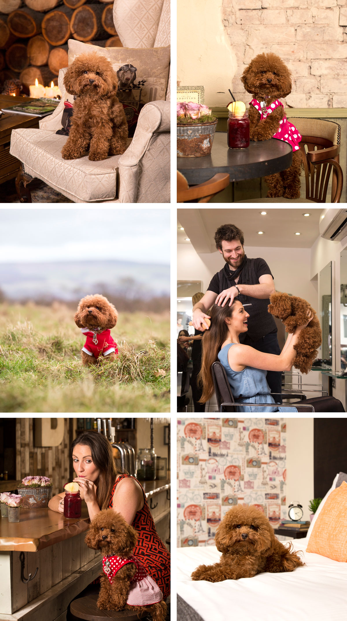 photography VIP magazine pets dogs Cheshire